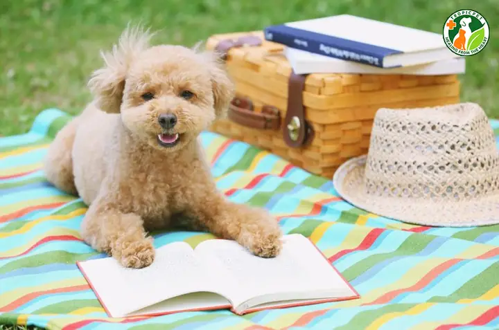 Truyền Từ Giống Chó