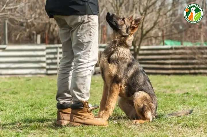 Huấn Luyện Thú Cưng Đúng Cách