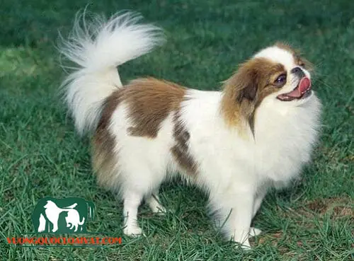 Chó Tai Dài Giá Bao Nhiêu? Bảng Giá Chi Tiết Theo Từng Giống & Yếu Tố Ảnh Hưởng