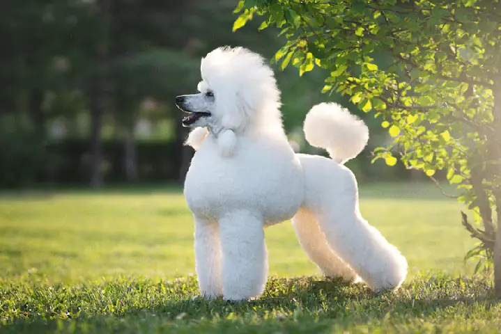 Chó Poodle Tai Dài
