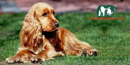 Chó Tai Dài Lông Xoăn: Đặc Điểm, Các Giống Phổ Biến & Hướng Dẫn Chăm Sóc Toàn Diện