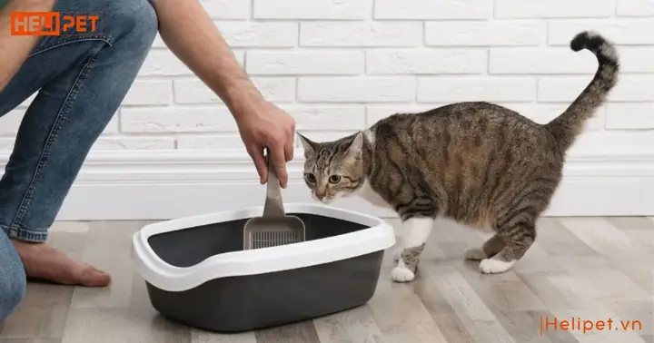 Vì Sao Mèo Bị Tăng Động Sau Khi Đi Vệ Sinh? Vì Sao Mèo Bị Tăng Động Sau Khi Đi Vệ Sinh?