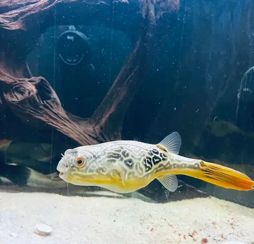 Chó Tây Ban Nha Ăn Gì Để Khỏe Mạnh? Hướng Dẫn Dinh Dưỡng Toàn Diện Chó Tây Ban Nha Ăn Gì Để Khỏe Mạnh? Hướng Dẫn Dinh Dưỡng Toàn Diện