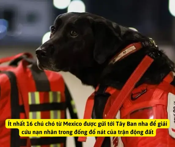 Động Đất Ở Tây Ban Nha: Những Chú Chó Đặc Vụ Đến Từ Nhiều Nước Thực Hiện Nhiệm Vụ Giải Cứu