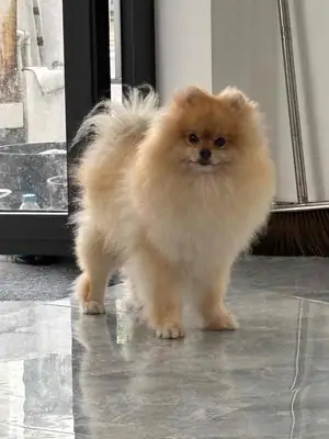 Chó Pom Thuần Chủng Lông Dày Chân To Mặt Gấu Đực Chó Pom Thuần Chủng Lông Dày Chân To Mặt Gấu Đực