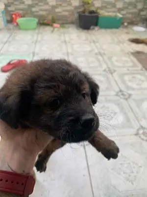 Bán Chó Xù Bán Chó Xù