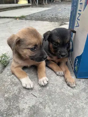 Cần Tìm Nhà Mới Cho 2 Bé Cần Tìm Nhà Mới Cho 2 Bé