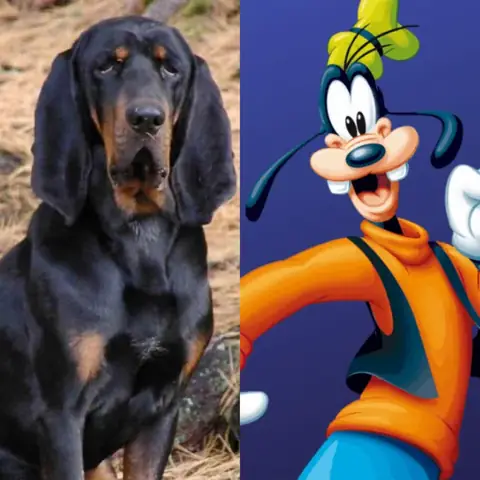 Chó Tây Ban Nha Màu Đen: Đặc Điểm, Nguồn Gốc Và Cách Nhận Biết