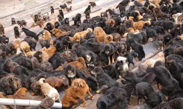 Chó Ngao Tây Tạng: Loài Vật Nuôi Đắt Tiền, Nổi Tiếng Trung Thành Nhưng Cực Kỳ Nguy Hiểm - Ảnh 1. Chó Ngao Tây Tạng: Loài Vật Nuôi Đắt Tiền, Nổi Tiếng Trung Thành Nhưng Cực Kỳ Nguy Hiểm - Ảnh 1.