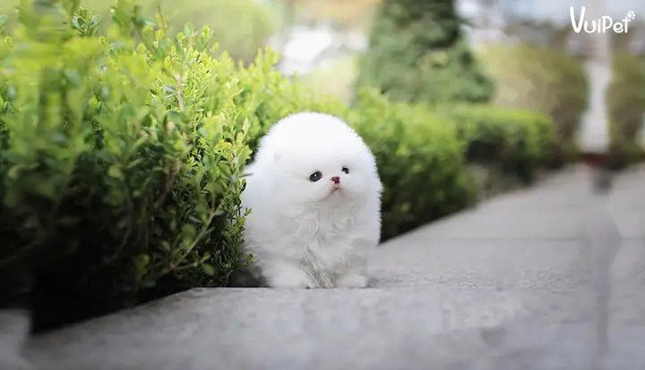 Chó Teacup Bao Nhiêu Tiền