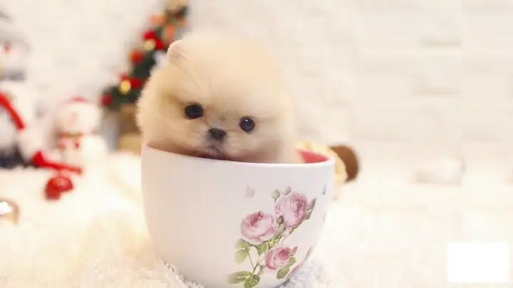 Chó Teacup Pomeranian Giá Bao Nhiêu? Bảng Giá Mới Nhất & Kinh Nghiệm Chọn Mua Chó Teacup Pomeranian Giá Bao Nhiêu? Bảng Giá Mới Nhất & Kinh Nghiệm Chọn Mua