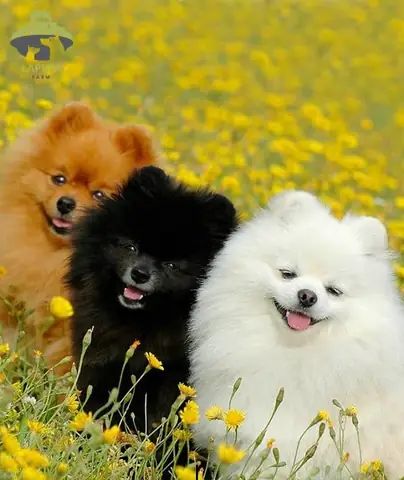 Chó Teacup Pomeranian Giá Rẻ: Sự Thật Cần Biết Trước Khi Mua