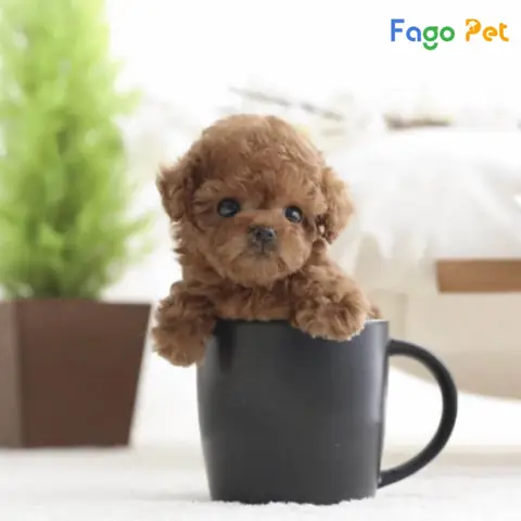 Ưu Điểm Khi Lựa Chọn Mua Chó Poodle Teacup Tại Fago Pet