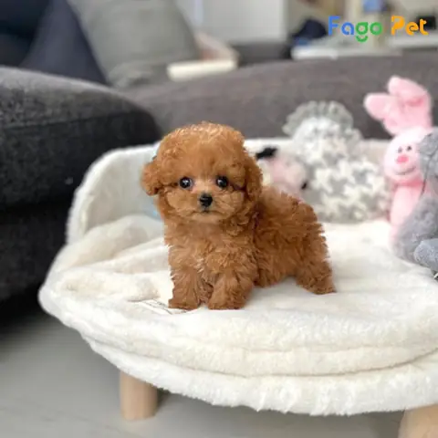 Giá Bán Chó Poodle Teacup Là Bao Nhiêu
