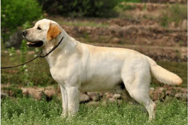 Chó Tha Mồi Labrador Chó Tha Mồi Labrador