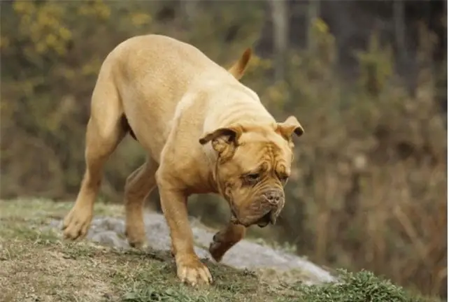 Loài Chó Có Tuổi Thọ Thấp Nhất Thế Giới Ảnh 1 Loài Chó Có Tuổi Thọ Thấp Nhất Thế Giới Ảnh 1