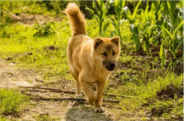 Loài Chó Có Tuổi Thọ Thấp Nhất Thế Giới Ảnh 2 Loài Chó Có Tuổi Thọ Thấp Nhất Thế Giới Ảnh 2