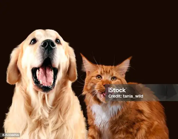 Tại Sao Chó The Lưỡi Liên Tục? Điều Bạn Cần Biết