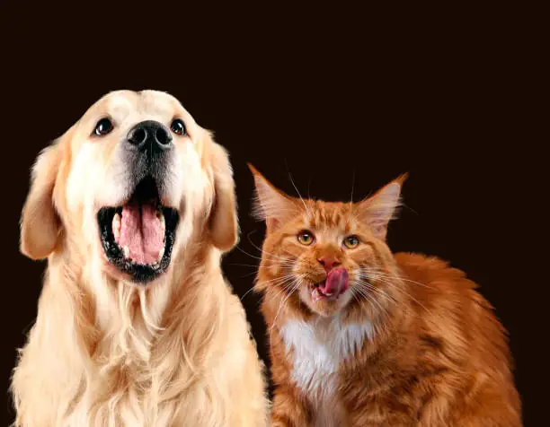 Tại Sao Chó The Lưỡi Liên Tục? Điều Bạn Cần Biết