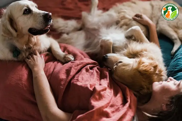 Lợi Ích Khi Chó Thích Ngủ Với Người