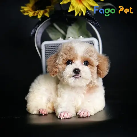 Giá Bán Chó Poodle Bò Nâu Là Bao Nhiêu Giá Bán Chó Poodle Bò Nâu Là Bao Nhiêu