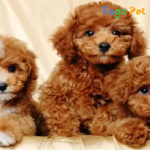 Ưu Điểm Khi Lựa Chọn Mua Chó Poodle Bò Sữa Nâu Tại Fago Pet Ưu Điểm Khi Lựa Chọn Mua Chó Poodle Bò Sữa Nâu Tại Fago Pet