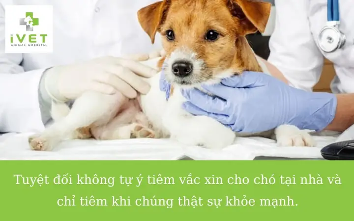 Chăm Sóc Đúng Cách Sau Khi Tiêm Phòng Cho Chó Chăm Sóc Đúng Cách Sau Khi Tiêm Phòng Cho Chó