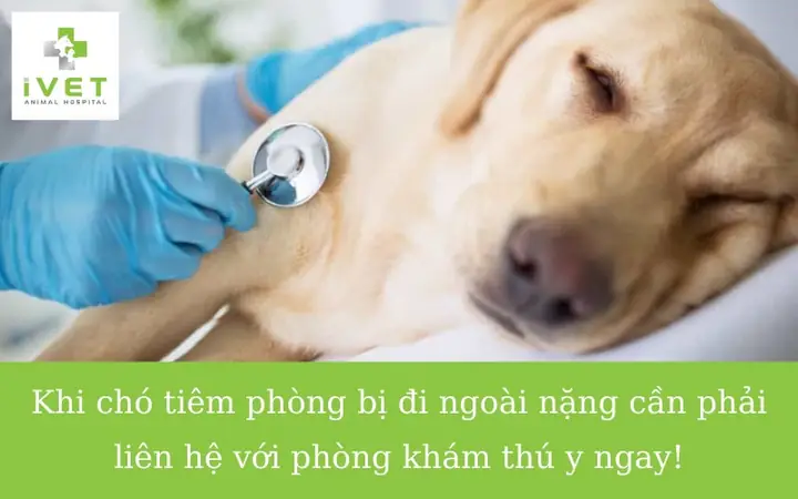 Nếu Chó Bị Đi Ngoài Trong Tình Trạng Nhẹ Nếu Chó Bị Đi Ngoài Trong Tình Trạng Nhẹ