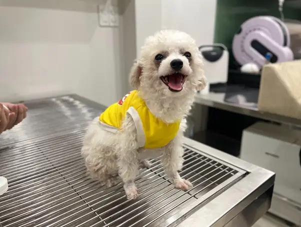 Phòng Ngừa Tình Trạng Chó Đi Tiểu Không Kiểm Soát