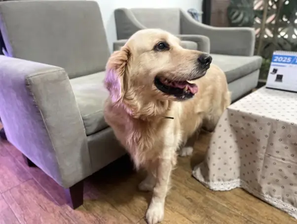 Quản Lý Tại Nhà