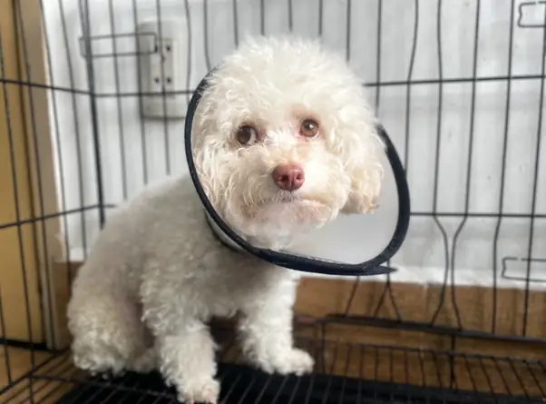 Cách Nhận Biết Chó Đi Tiểu Không Kiểm Soát