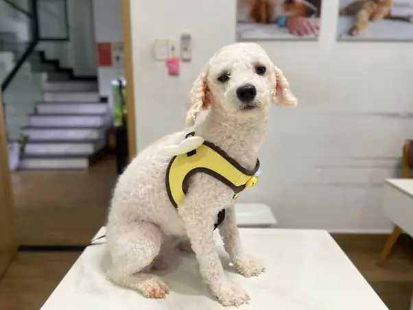 Phân Biệt Các Dạng Tiểu Không Kiểm Soát Ở Chó