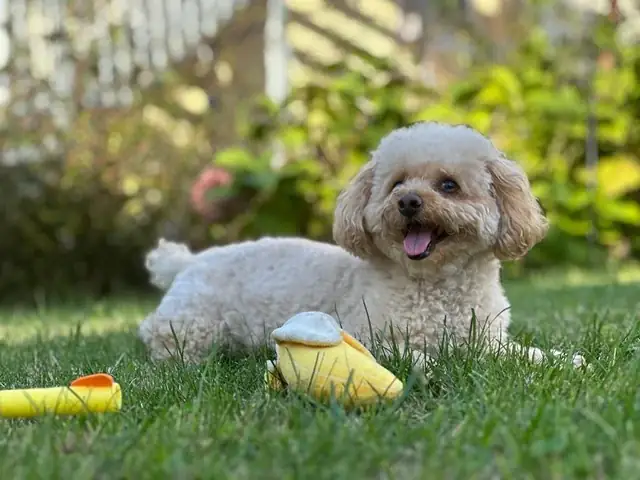 Chó Tiny Poodle Màu Trắng: Đặc Điểm, Chăm Sóc Và Hướng Dẫn Nuôi Chi Tiết