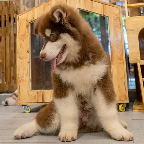 Chó Alaska Giant Giá Bao Nhiêu?