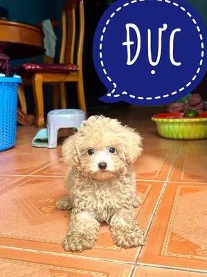 Chợ Tốt Bán Chó Poodle: Hướng Dẫn Mua Bán An Toàn Và Đáng Tin Cậy
