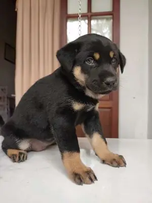 Chó Tốt Chó Becgie Đà Nẵng: Loài Chó Thông Minh Và Trung Thành Chó Tốt Chó Becgie Đà Nẵng: Loài Chó Thông Minh Và Trung Thành