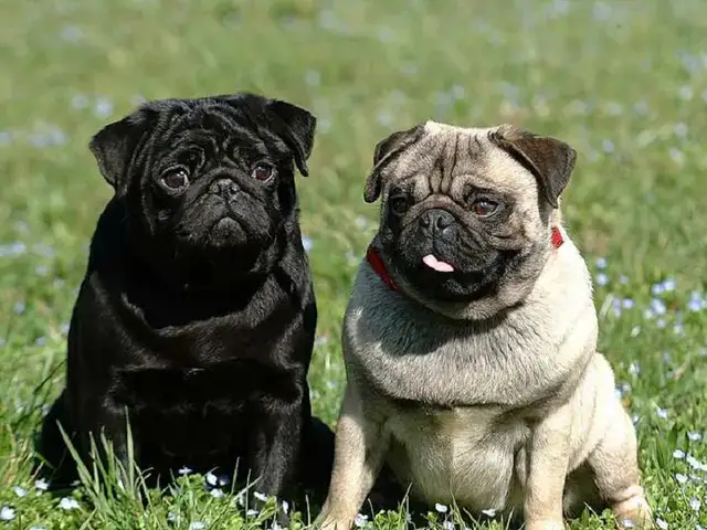 Hướng Dẫn Nhận Biết Và Chăm Sóc Giống Chó Mặt Xệ Phổ Biến