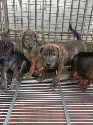 Hướng Dẫn Nhận Biết Và Chăm Sóc Giống Chó Mặt Xệ Phổ Biến