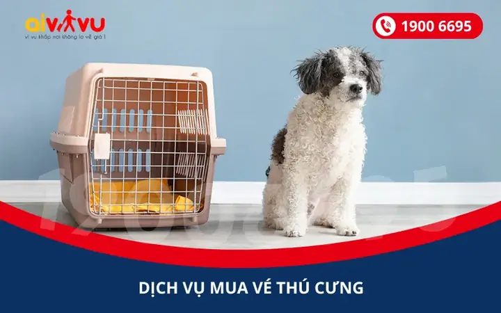 Chó Tốt Làm Thú Cưng Ở Bình Dương: Loài Nào Phù Hợp Nhất?