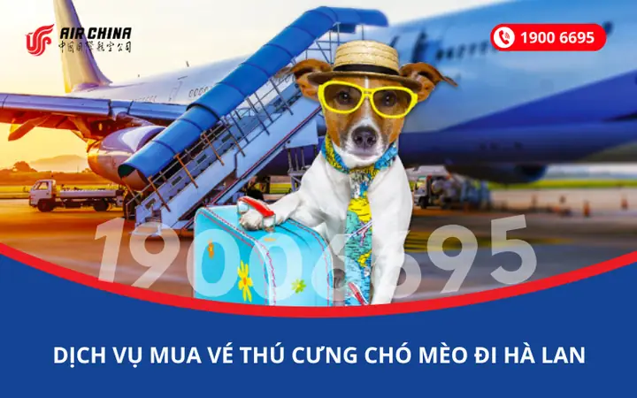 Chó Tốt Làm Thú Cưng Ở Bình Dương: Loài Nào Phù Hợp Nhất?