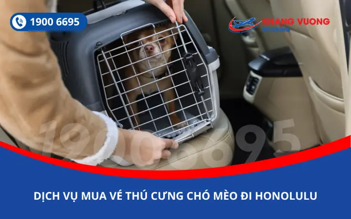 Chó Tốt Làm Thú Cưng Ở Bình Dương: Loài Nào Phù Hợp Nhất?