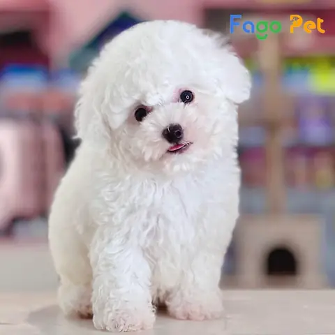 Giá Bán Chó Poodle Trắng Là Bao Nhiêu