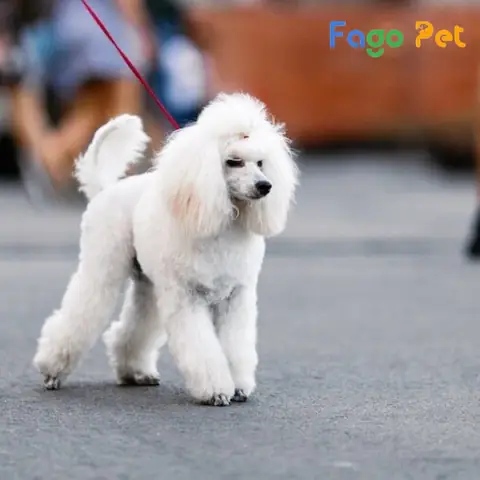 Những Lý Do Bạn Nên Nuôi Chó Poodle Trắng
