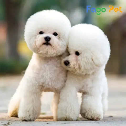 Ưu Điểm Khi Lựa Chọn Mua Chó Poodle Trắng Tại Fago Pet