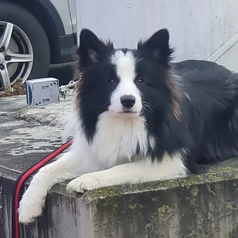 Chó Trưởng Thành Là Bao Nhiêu Tháng? Câu Trả Lời Chi Tiết Từ Chuyên Gia