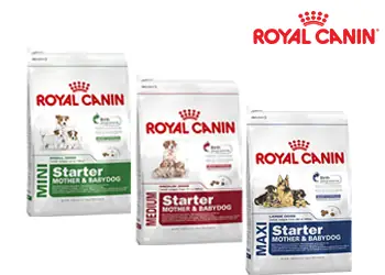 Royal-canin-cho-cho-con