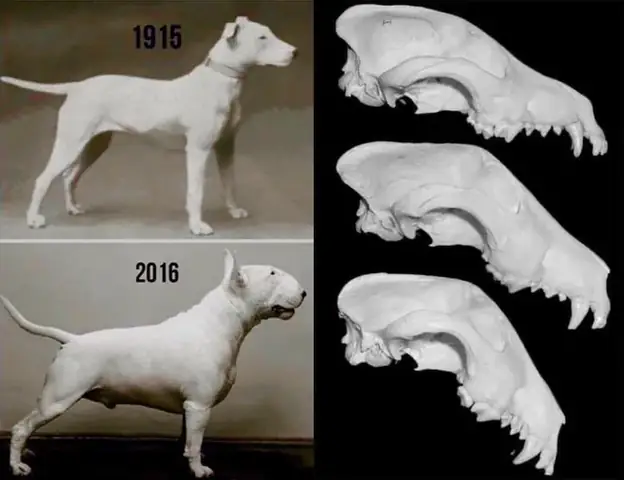 Chó Tự Nhiên Đi Cà Nhắc: Nguyên Nhân, Chẩn Đoán Và Cách Xử Lý Khoa Học