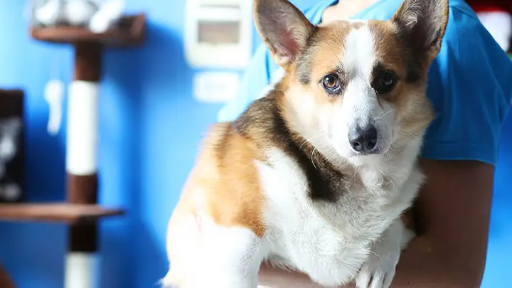 3lưu Ý Quan Trọng Khi Chăm Sóc Chó Bỏ Ăn, Nằm Mệt Mỏi