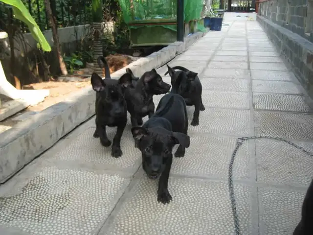 Chó Vào Nhà Đầu Năm Mới