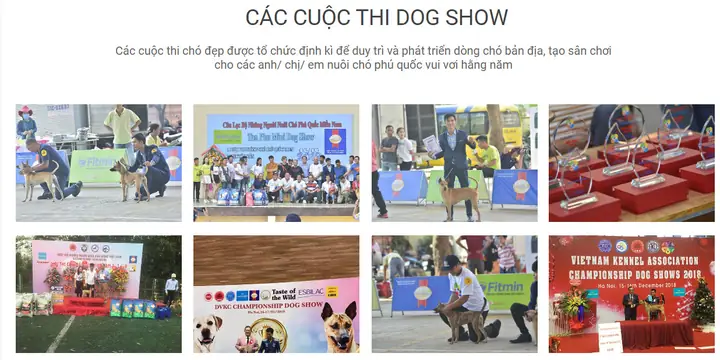 Có Chó Phú Quốc, Ta Có Thêm Các Hội Nhóm, Bè Bạn Yêu Dòng Chó Này Phủ Sóng Trên Facebook, Zalo...: